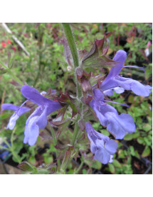 Salvia African Sky (1lt)