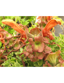 Salvia africana-lutea (3lt)