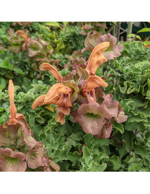 Salvia africana-lutea (3lt)