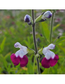 Salvia Amethyst Lips (1lt)