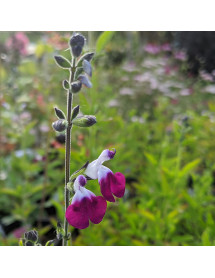 Salvia Amethyst Lips (2lt)