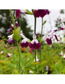 Salvia Amethyst Lips (1lt)