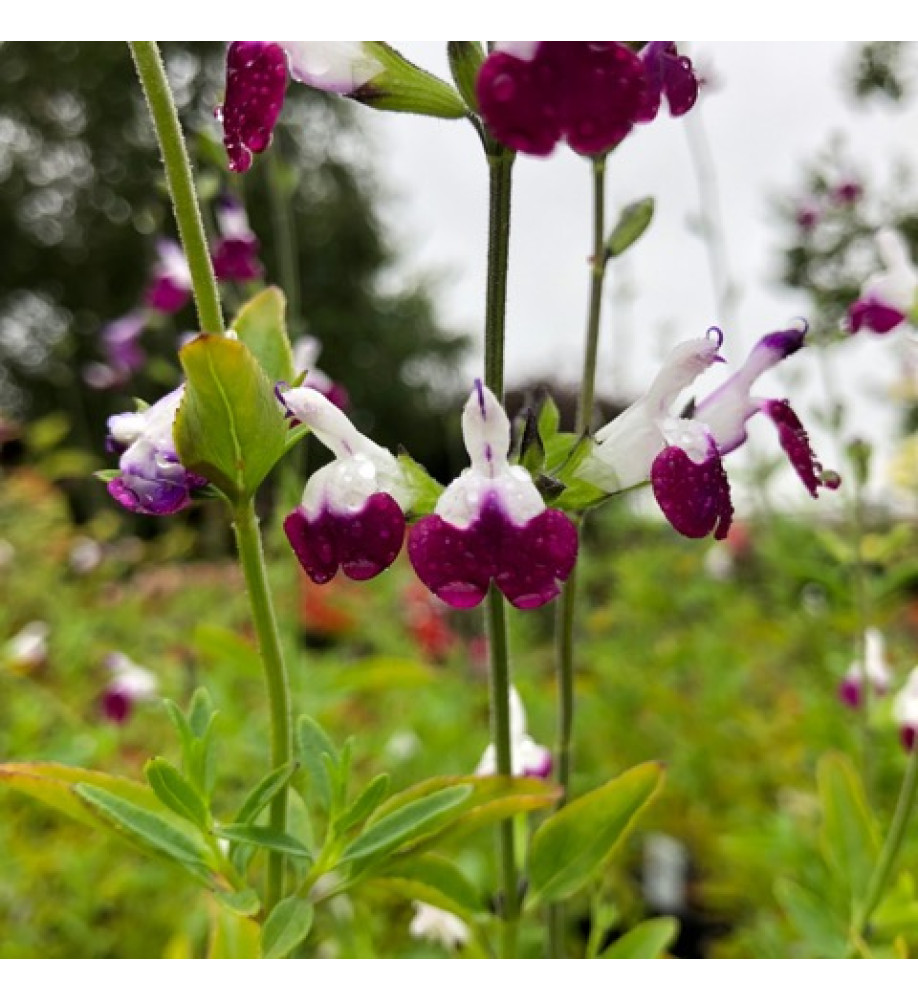 Salvia Amethyst Lips (2lt)