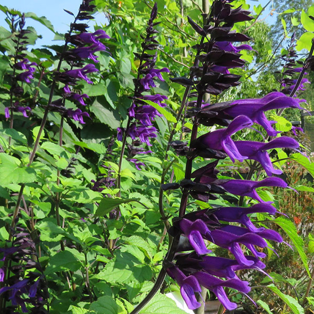Salvia Amistad (1lt)