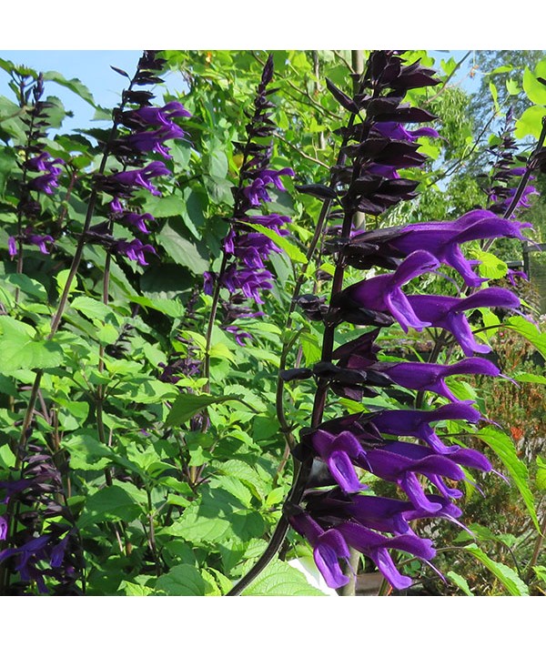 Salvia Amistad (1lt)