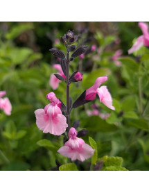 Salvia Angel Wings (1lt)