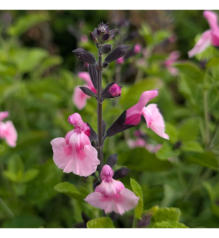 Salvia Angel Wings (1lt)