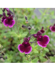 Salvia x jamensis Blackberry Ripple (1lt) Salvia x jamensis Blackberry Ripple (1lt)