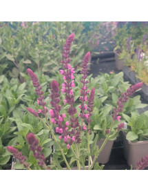Salvia nemorosa Caradonna Pink (0.8lt) Salvia nemorosa Caradonna Pink (0.8lt)