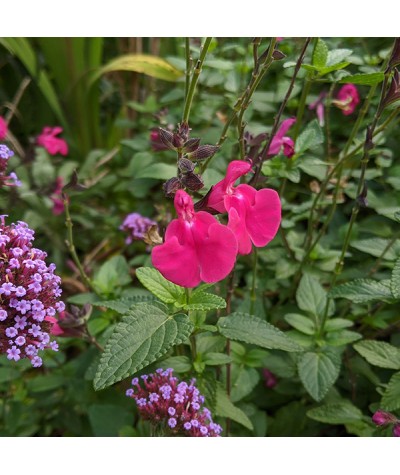 Salvia microphylla Cerro Potosi (1.5lt)