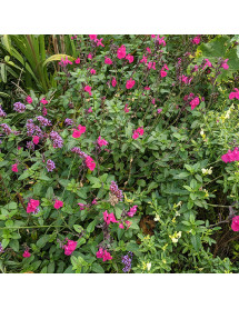 Salvia microphylla Cerro Potosi (1lt)