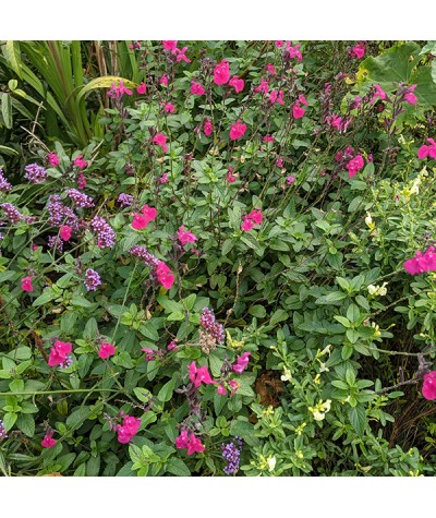 Salvia microphylla Cerro Potosi (1.5lt)