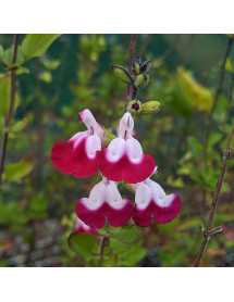 Salvia Cherry Lips (1lt)