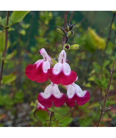 Salvia Cherry Lips (1lt)