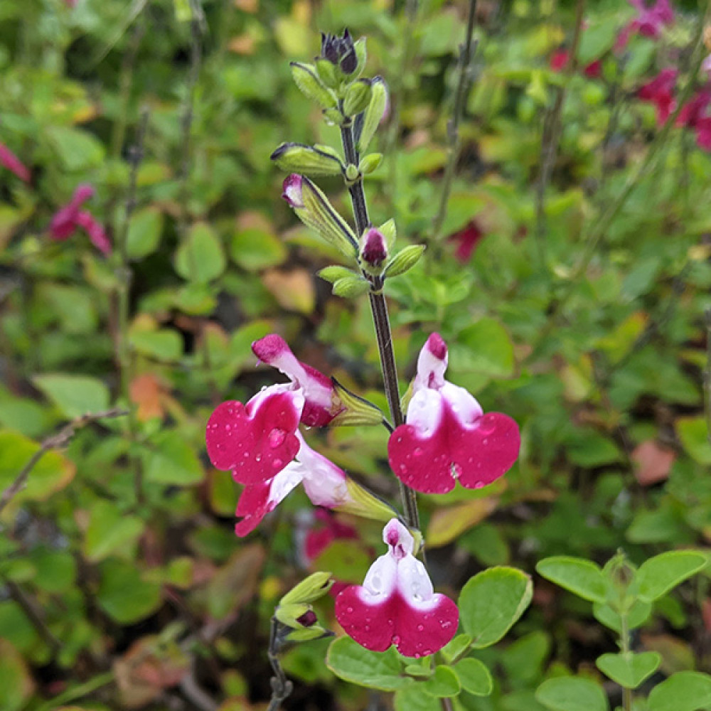 Salvia Cherry Lips (1lt)