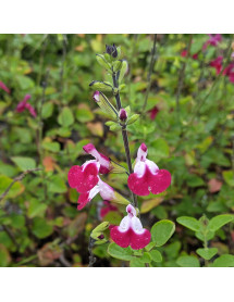 Salvia Cherry Lips (1lt)