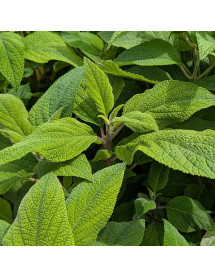 Salvia confertiflora (3lt) Salvia confertiflora (3lt)