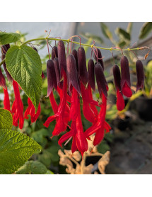 Salvia Dombeyi (3lt)
