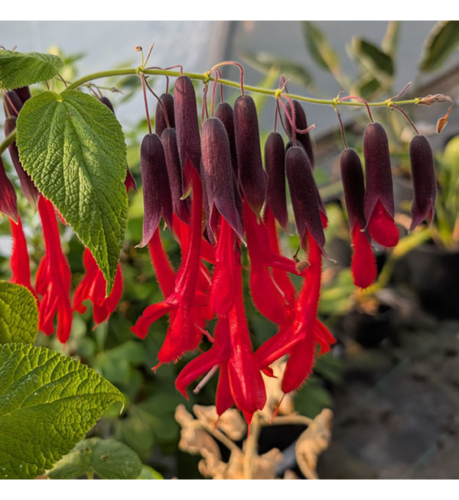 Salvia Dombeyi (3lt)