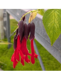 Salvia Dombeyi (3lt)