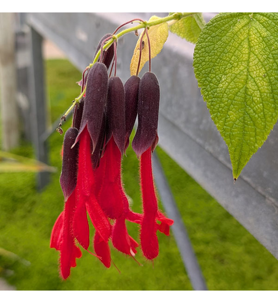 Salvia Dombeyi (3lt)
