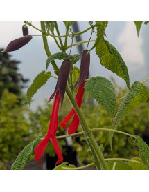 Salvia Dombeyi (3lt)