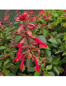 Salvia Embers Wish (1lt)