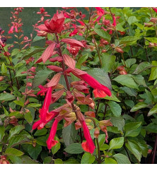 Salvia Embers Wish (1lt)