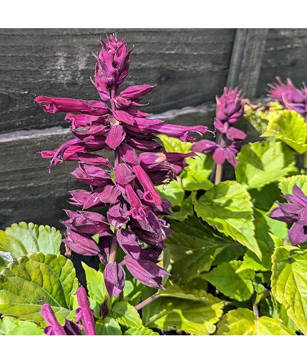 Salvia splendens Go Go Purple (1.5lt)