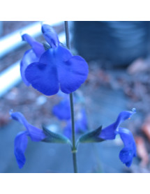 Salvia greggii Blue Note (1lt)