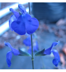Salvia greggii Blue Note (0.8lt)