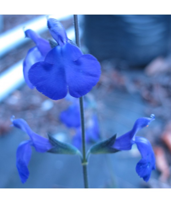 Salvia greggii Blue Note (1lt)