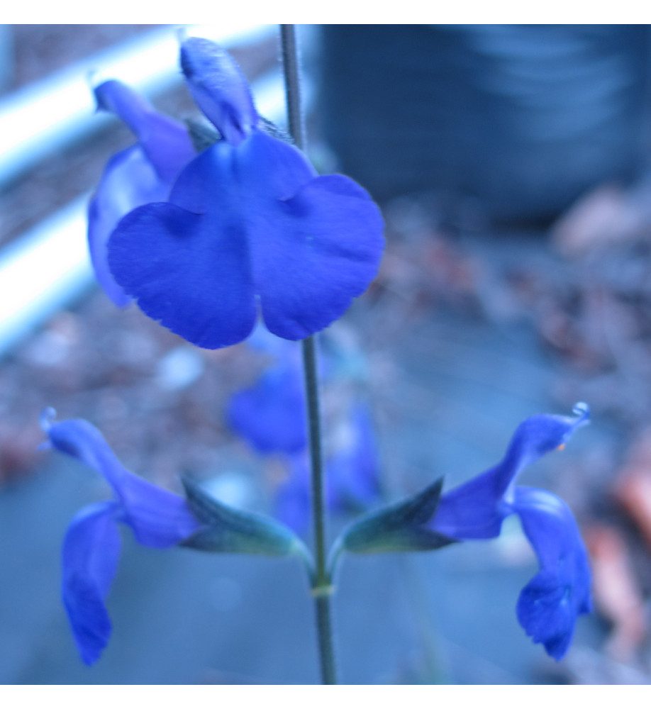 Salvia greggii Blue Note (1lt)