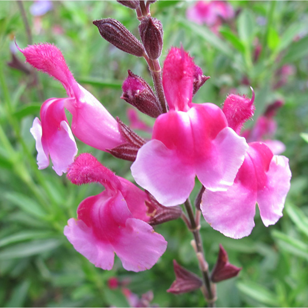July - What to do in the garden