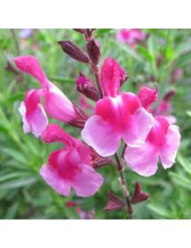 Salvia greggii Icing Sugar (1lt)