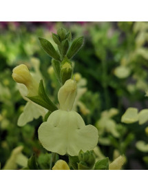 Salvia x jamensis Lemon Light (1lt)