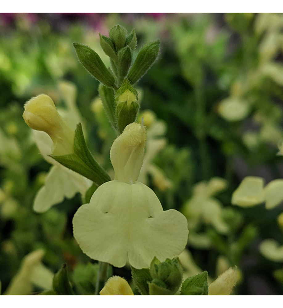 Salvia x jamensis Lemon Light (1lt)