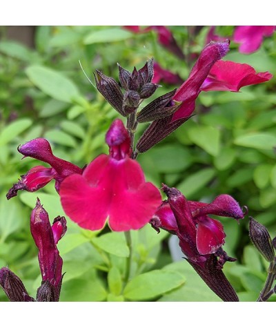 Salvia greggii Mirage Burgundy (1lt)