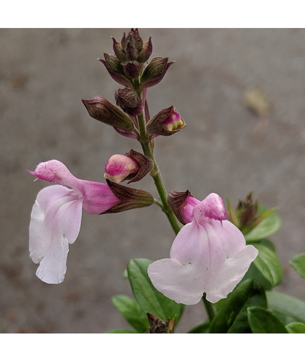 Salvia greggii Mirage Soft Pink (1lt)