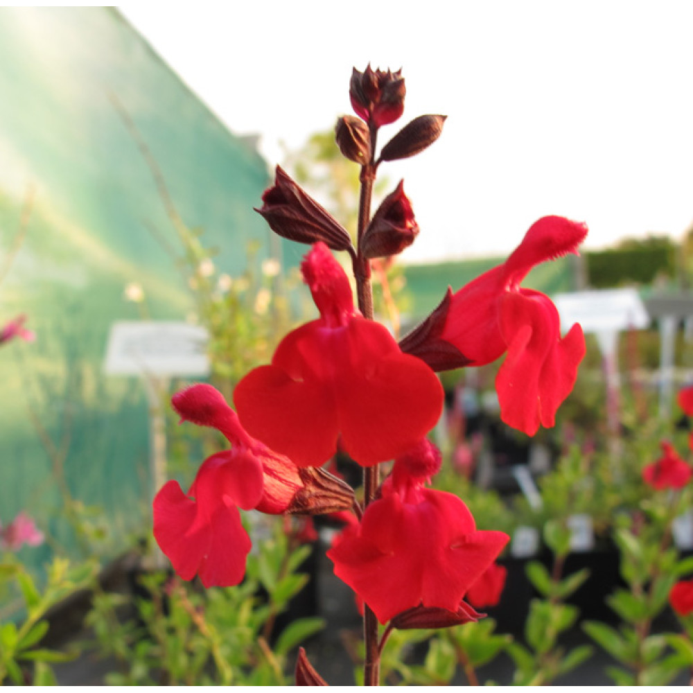 Salvia greggii Red Swing (1lt)