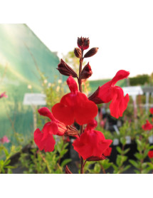 Salvia greggii Red Swing (1lt)