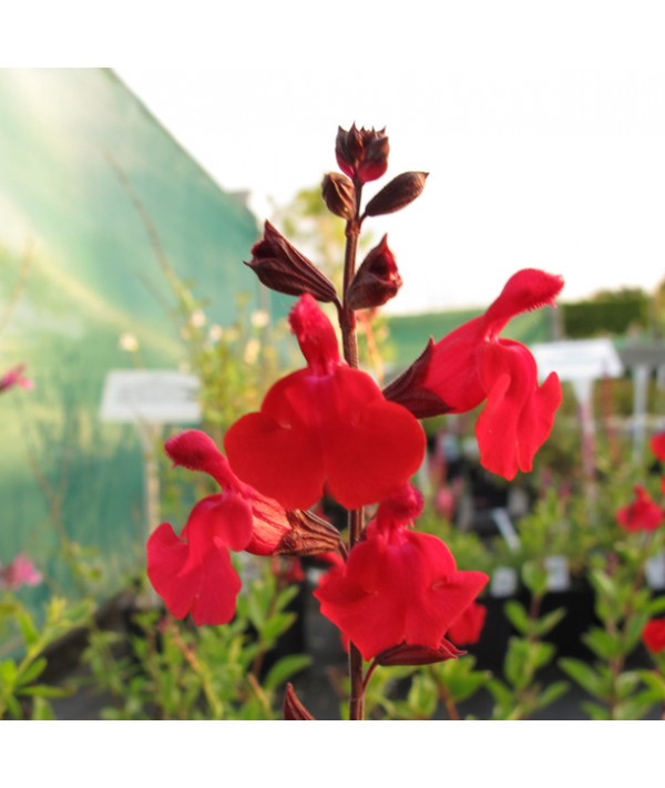 Salvia greggii Red Swing (1lt)