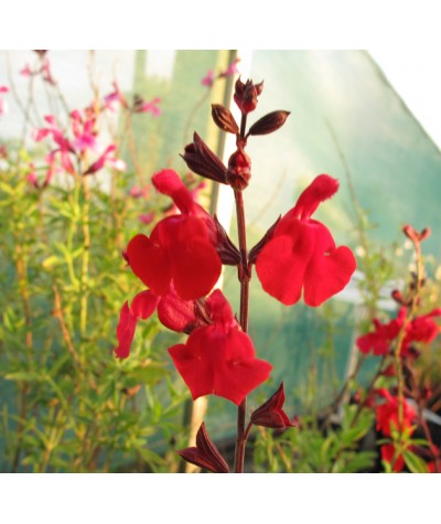 Salvia greggii Red Swing (1lt)