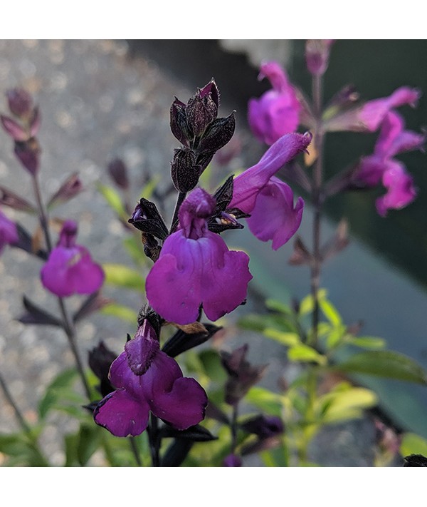 Salvia greggii Mirage Violet (1lt)