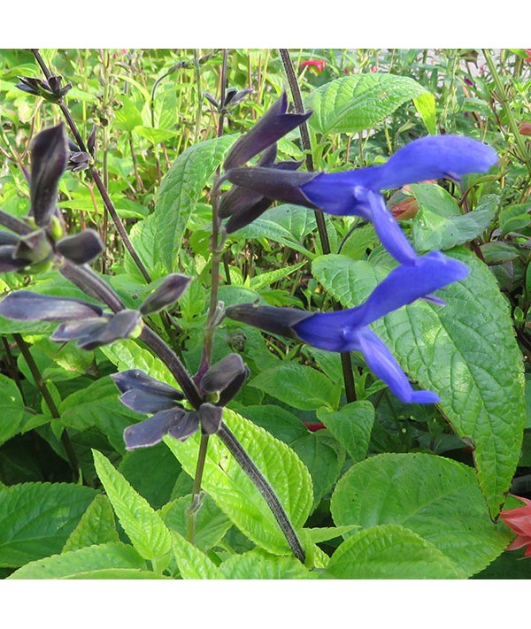 Salvia guaranitica Black and Blue (0.8lt) Salvia guaranitica Black and Blue (0.8lt)