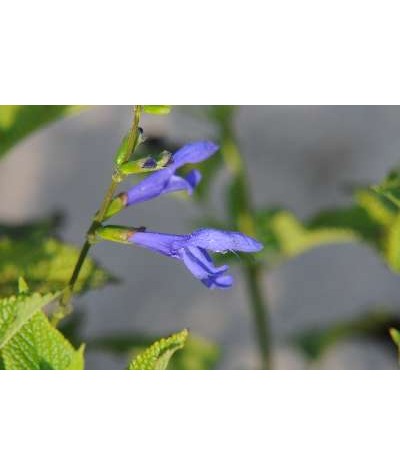 Salvia guaranitica Blue Enigma (2lt)