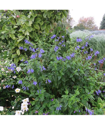 Salvia guaranitica Blue Enigma (1.5lt)