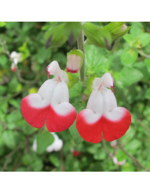 Salvia x jamensis (microphylla) Hot Lips (1lt)