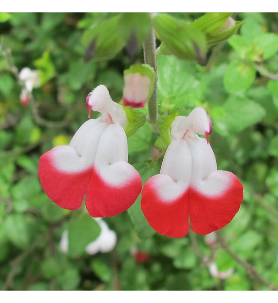 Salvia x jamensis (microphylla) Hot Lips (1lt)