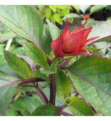 Salvia Embers Wish (1lt)